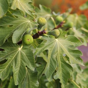 Ficus binnendijkii ‘Alii’ – Medium – Ficus alii – get a quote