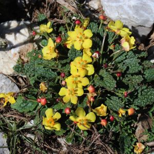 Verbascum acaule – Celsia acaulis – Celsia – Mullein – get a quote
