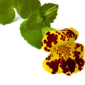 Mimulus x hybridus ‘Viva’ – Diplacus – Monkey Flower – Musk – get a quote