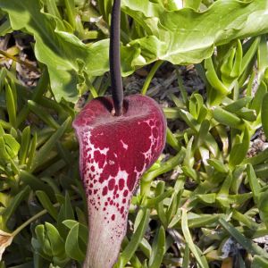 Arum dioscoridis – Lords and Ladies get a quote