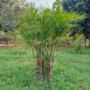 Cat Palm – Cataractarum Palm get a quote