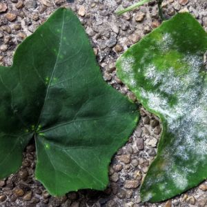 Powdery Mildew get a quote