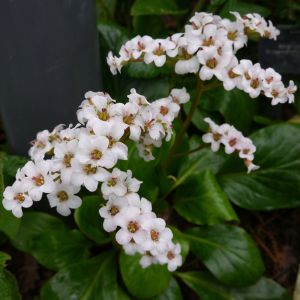 Bergenia ‘Bressingham White’ – Megasea – Elephant’s Ears – Pigsquek – get a quote