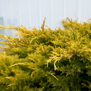 Conifers are not just green or trees get a quote
