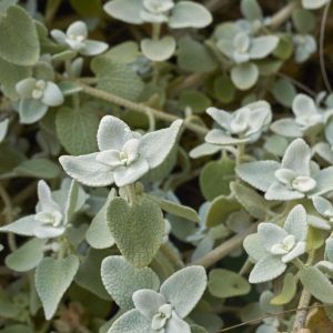 Ballota pseudodictamnus get a quote