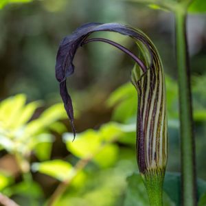 Arisaema elephas – Jack in the Pulpit get a quote