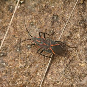 Western Boxelder Bug – Boisea rubrolineata get a quote