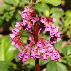 Bergenia ‘Glockenturm’ – Bergenia ‘Bell Tower’ – Megasea – Elephant’s Ears – Pigsquek – get a quote