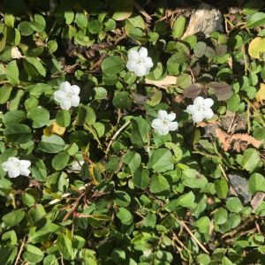 Limonium gmelinii – Sea Lavender – Statice – get a quote
