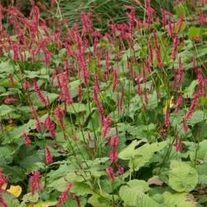 Persicaria amplexicaulis ‘Firetail’ – Bistorta amplexicaulis – Polygonum amplexicaule – Bistort – Mountain Fleece – Aconogonon – Bistorta – Polygonum – Tovara – Fleeceflower – Knotweed – get a quote