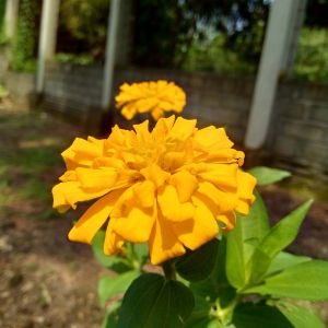 Zinnia elegans ‘Peter Pan Gold’ – Youth-and-Old-Age – get a quote