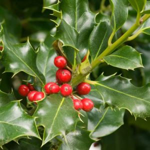 Ilex ‘Washington’ – Holly – get a quote
