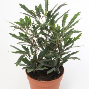 Schefflera elegantissima – Aralia elegantissima – Dizygotheca elegantissima – False Aralia  – Brassaia – Dizygotheca – Heptapeurum – get a quote