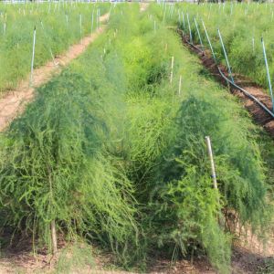 Asparagus officinalis – Asparagus – get a quote