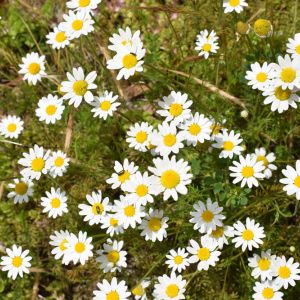Anthemis cotula – Stinking Chamomile – Mayweed – get a quote