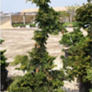 Chamaecyparis compacta – Hinoki get a quote
