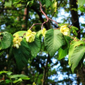 Ostrya virginiana – American Hop Hornbeam – Eastern Hop Hornbeam – Ironwood – get a quote