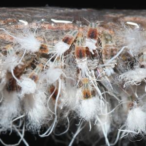 Beech Blight Blight Aphid – Grylloprociphilus imbricator get a quote