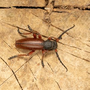 Brown Spruce Longhorn Beetle – Haylyomorpha halys get a quote