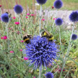 Echinops bannaticus ‘Blue Globe’ – Globe Thistle get a quote