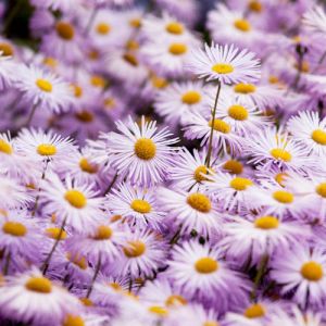 Erigeron ‘Quakeress’ – Fleabane – get a quote