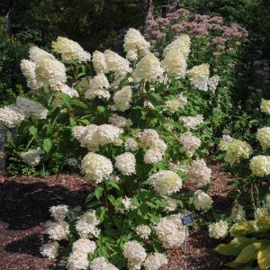 Hydrangea paniculata ‘White Moth’ – Panicle Hydrangea – get a quote