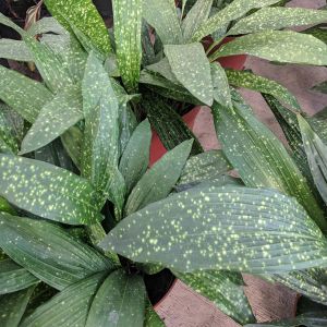 Aspidistra elatior ‘Milky Way’- Cast-iron Plant ‘Milky Way’ – (Copy) get a quote