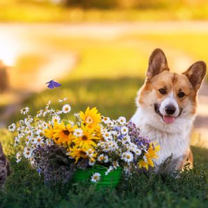Top 10 pet-friendly exterior plants get a quote