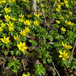 Eranthis hyemalis – Winter Aconite get a quote