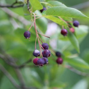 Amelanchier lamarckii – Lamarck Serviceberry – Seviceberry – Shadbush – Juneberry – Snowy Mespilus get a quote
