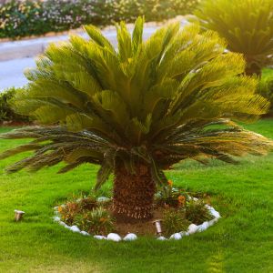 Cycas – Sago Palm get a quote