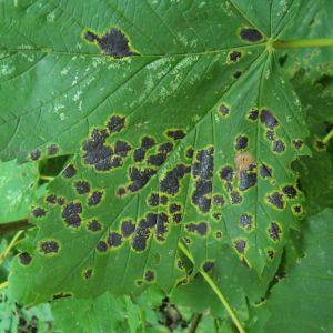 Tar Spot get a quote