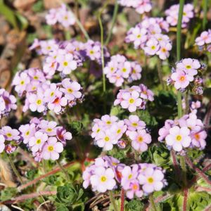 Androsace sempervivoides – Douglasia – Rock jasmine get a quote