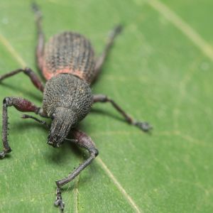 Clay-colored Weevil – Otiorhynchus singularis get a quote