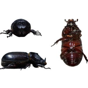 Coconut rhinoceros Beetle – Asiastic rhinoceros Beetle – get a quote