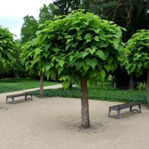 Catalpa bungei – Beijing Catalpa – Indian Bean Tree – get a quote
