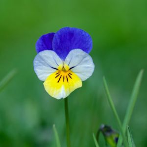 Viola tricolor – Viola tricolor ‘Bowles Black’ – Viola tricolor ‘Helen Mount’ – Viola tricolor ‘Molly Sanderson’ – Viola tricolor ‘Prince Henry’ – Viola tricolor ‘Prince John’  – Wild Pansy – Johnny Jump Up – Love-in-idleness – Heartsease – get a quote
