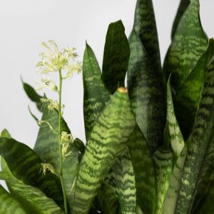 Sansevieria Black Coral get a quote