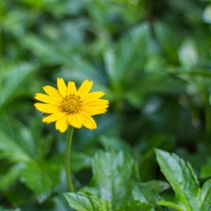 Coreopsis auriculate – Tickseed – get a quote