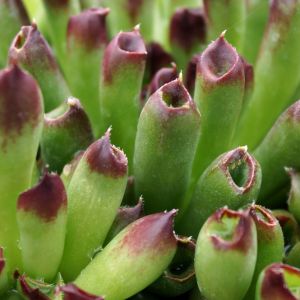 Sempervivum tectorum ‘Oddity’ – Hens and Chickens – Roof Houseleek – Common Houseleek – get a quote