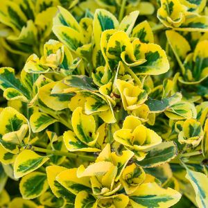 Euonymuses are evergreen and multi-coloured hedge plant get a quote