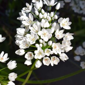 Allium neapolitanum – Allium cowanii – Naples Onion – Daffodil Onion – Onion get a quote