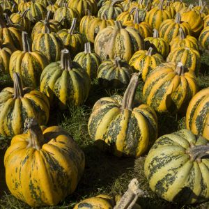 American Tondo Pumpkin get a quote