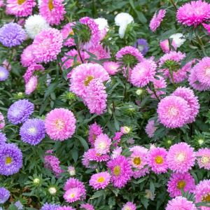 Callistephus Thousand Wonder Series – China Aster Thousand Wonder Series get a quote
