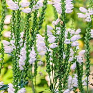 Physostegia virginiana ‘Crown of Snow’ – Physostegia speciose – Obedient Plant – False Dragon Head – get a quote