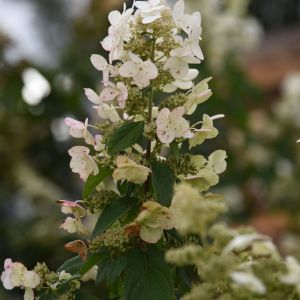 Hydrangea paniculata ‘Kyushu’ – Panicle Hydrangea – get a quote