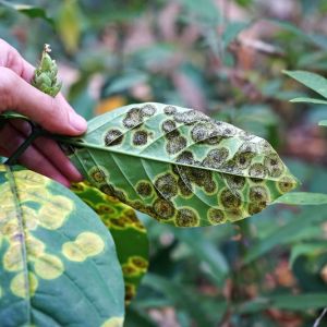 Buy Introduction to Plant Ailments/Insects Plants