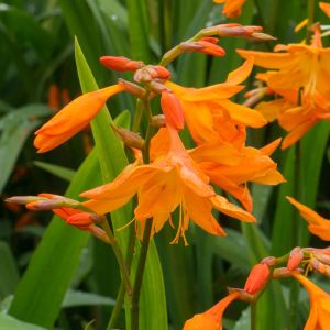 Crocosmia ‘Star of the East’ – Antholyza – Curtonus – Montbretia – get a quote