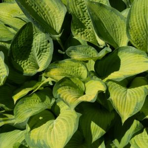 Hosta ‘Paul’s Glory’ – Plantain Lily ‘Paul’s Glory’ get a quote
