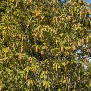 Carpinus cordata – Hornbeam – get a quote